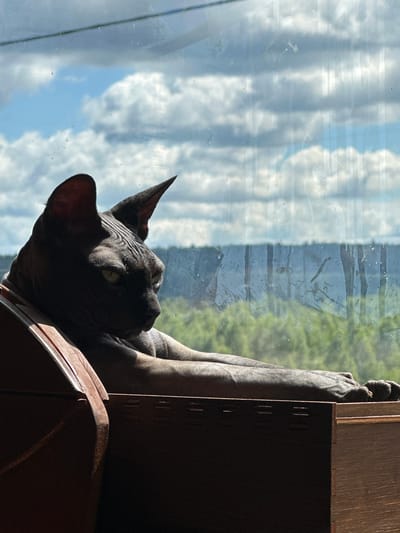 A Sphinx cat with dark skin and large ears rests on a wooden structure, its body stretched out with its front paws resting on the edge. The cat is looking to the right. Behind the cat, a window reveals a cloudy sky with patches of blue and a distant view of trees and foliage. The scene is illuminated by sunlight. The location is identified as Sergeevka, Russia.