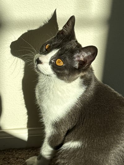 This is a close-up, high-angle shot of a gray and white cat lying on a textured surface, possibly a wall or a door. The cat is looking directly at the camera with striking amber eyes. Sunlight is casting sharp shadows on the surface behind and around the cat, suggesting it's daytime.

The cat's fur is predominantly gray on its head, back, and tail, with a significant patch of white on its chest and belly. Its face features a white blaze extending from its nose up between its eyes, with a few dark spots on its nose and chin. The cat's whiskers are long and white, fanning out from its muzzle.

The background is a pale, textured surface that appears to be illuminated by sunlight coming from the left, creating a dramatic contrast between light and shadow. A portion of the cat's body is in shadow, while its face and chest are brightly lit. A hint of a darker, possibly carpeted surface is visible on the right side of the image. The overall mood is serene, with the cat appearing alert and curious. No text is visible in the image. The location context is Fife, United States of America.