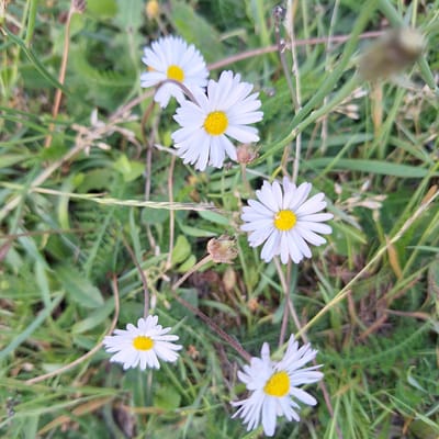 The image shows a close-up view of several white daisies with yellow centers, growing in a patch of green grass. Some of the daisies are in full bloom, while others are buds or have gone to seed. The background is a blur of green foliage, suggesting an outdoor environment. The lighting appears to be natural daylight. The scene is a close-up, likely taken at ground level, focusing on the small flowers and their immediate surroundings. The image does not depict any people, animals, or structures. The location in Mechelen, Belgium, is not visually represented in the image itself.