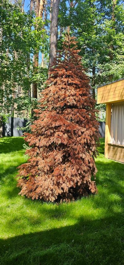 An outdoor scene captures a dead, brown spruce tree in the foreground, its needles dry and reddish-brown. The tree stands on a vibrant green lawn, with a shadow cast across the grass from an unseen object. In the background, a modern wooden building with a light-colored facade and a grey fence are visible. Surrounding the lawn are various trees, including tall pines and deciduous trees with lush green leaves. The sky above is clear and blue. The location is identified as Bucha, Ukraine. There are no people or animals present in the image.