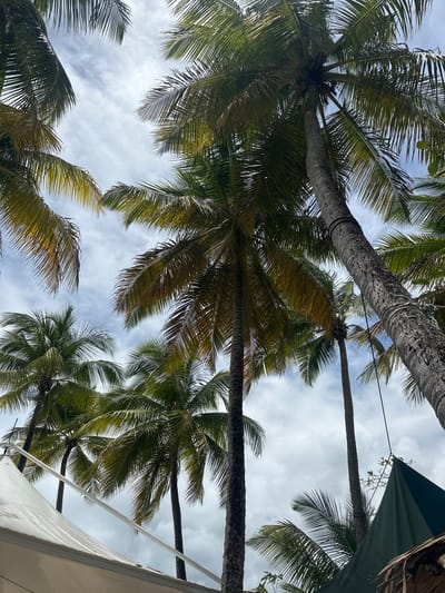 The image is a low-angle shot of palm trees reaching toward a cloudy sky. The location is likely Le Gosier, France, given the tropical foliage. Several palm trees with green and yellowish fronds are visible, with their trunks extending vertically. Part of a green canvas and the corner of a white awning are present in the frame's upper-right and lower-right corners, respectively. Wires are visible between some of the trees.