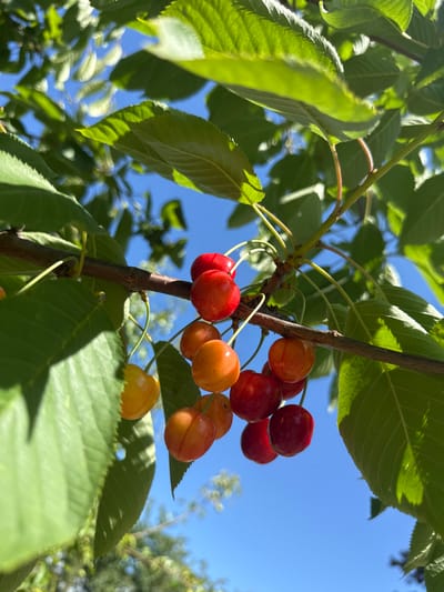 A close-up, low-angle outdoor shot shows a cluster of ripe cherries hanging from a tree branch against a clear blue sky. The cherries are a mix of deep red and vibrant orange-yellow hues, some with a blush of red. They are attached to thin, light-colored stems. The branch is dark brown and rough in texture, with several smaller branches and green tendrils extending from it. Large, vibrant green leaves with visible veins fill the upper and left portions of the frame, casting subtle shadows on the branch and cherries. The background consists of more blurred green foliage and the bright blue sky, indicating a sunny day. There are no people present in the image. The scene depicts a cherry tree in a natural setting, likely a garden or park, under clear daylight conditions.
