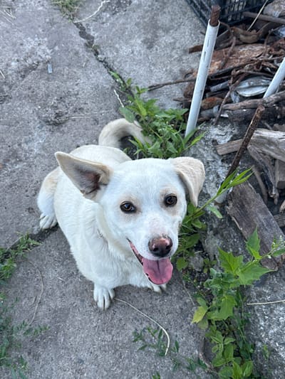 A medium-sized, short-haired dog with white fur and tan accents is sitting on a concrete surface with scattered green vegetation. The dog is facing upwards towards the camera, with its mouth open and tongue visible. Behind the dog, to the right, is a pile of rusty metal objects and wooden debris, with a white pipe protruding from the ground. The scene appears to be outdoors, in a somewhat unkempt area. The location is identified as Ravna Gora, Bulgaria.