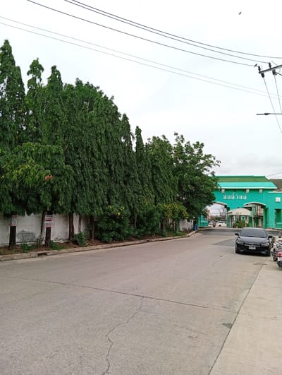 The image depicts a street scene in Bang Kaeo Subdistrict, Thailand, with a focus on a large, bright teal-colored building that appears to be an entrance or administrative building. The building features a prominent arched entryway with the Thai script "ลลิลวิลล์" (Lalin Ville) written in white above it. A security booth is visible within the archway.
In the foreground, a paved road stretches towards the building. On the right side of the road, a black sedan with license plate "ขบ 6956" is parked. Several motorcycles are also parked to the right of the car. The left side of the road is lined with a row of tall, slender evergreen trees that create a dense green wall along a concrete wall. Signs are attached to some of the trees.
The sky is overcast, and power lines are visible in the upper portion of the image. The overall environment suggests a residential or commercial area within the subdistrict.