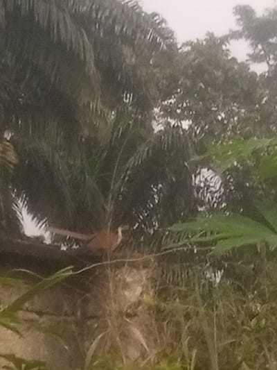 The image depicts a close-up of vegetation, likely in Nanka, Nigeria. A bird, with reddish-brown plumage and a long, slender neck, is perched on a branch or vine amidst dense green foliage. The background is filled with the textures of palm fronds and other leafy plants, creating a natural, outdoor setting. The lighting is diffused, suggesting an overcast day or shaded conditions.