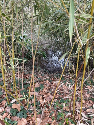 The image depicts an outdoor natural environment located in Holtzheim, France. The foreground and midground are densely populated with numerous slender bamboo culms, primarily yellowish-green to brown in hue, extending vertically throughout the frame. The bamboo features variegated leaves, displaying green and light-yellow striped patterns. The ground beneath the bamboo is covered by an irregular layer of dried, light brown deciduous leaves, intermingled with patches of dark green ivy and sparse low-lying green herbaceous plants. In the background, a small, dark body of still water is visible, reflecting an overhead light source, likely the sky. The immediate perimeter of the water consists of dark, saturated soil or mud. No individuals, animals, or artificial structures are present within the scene.