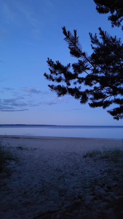 The image shows a tranquil scene at a beach in Zaostrov'e, Russia, at dusk. The sky is a deep blue with a few wispy clouds. In the foreground, a silhouette of a pine tree branch with needles and cones hangs over the scene. The sandy beach is mostly in shadow, with some sparse grass growing near the waterline. The calm water of the sea stretches out to the horizon, meeting a distant, dark line of land. The overall mood is peaceful and serene, evoking the quiet beauty of a coastal evening.
