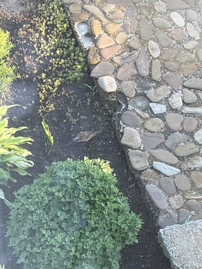 A small brown and white bird is foraging in dark soil next to a paved area made of rough, irregular stones. The paved area has a rough, grainy texture between the stones. To the left of the bird is a patch of small, light green plants, and to the bottom is a dense, leafy green bush. In the upper left corner are taller, variegated green and yellow leaves. The scene appears to be an outdoor garden or yard. The location is the city of Hanniv, Ukraine.