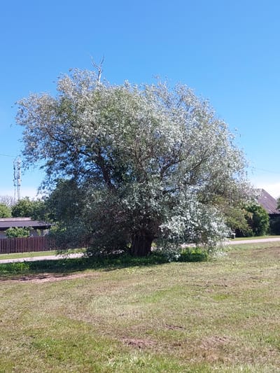 A large, mature tree with silvery-green foliage stands in a grassy area under a clear blue sky. The tree has a thick trunk and a wide, spreading canopy. In the background, a wooden fence encloses a property with a building that has a dark, sloped roof. To the left, a telecommunications tower is visible. The scene appears to be in a rural or suburban setting, possibly in Ventspils, Latvia, given the context. The ground is covered with green grass, with some patches of dry earth or disturbed soil. The lighting suggests it is daytime, with bright sunlight. There are no people or animals visible in the image.