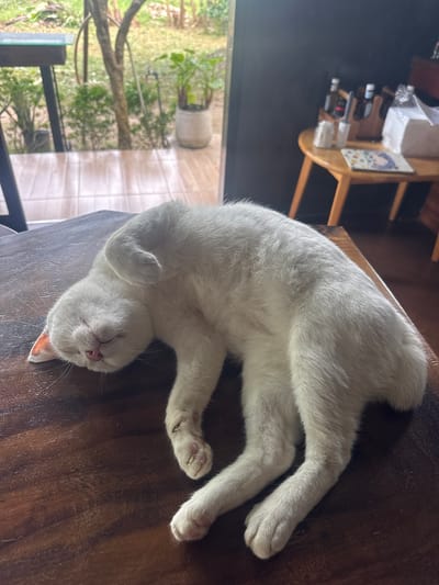 A white cat is sleeping on a wooden table. Outside, a garden is visible through a window. The image was taken in Baan Kai, Thailand. A small wooden table with items on it is also visible in the background.