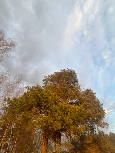 The image captures an upward view of a forest canopy against a partly cloudy sky, likely during the golden hour. The top and right sides of the frame are filled with the dense, green foliage of coniferous trees, possibly pines, whose needles are bathed in a warm, golden light. Among these evergreens, and more visible on the lower left, are the slender, bare branches of deciduous trees, possibly birches, creating intricate patterns against the sky. The sky above is a mosaic of soft blue patches interspersed with a variety of white and grey clouds. The warm, low-angle light highlights the textures of the trees and creates a serene, natural atmosphere. The scene depicts a tranquil woodland or forest environment. No people, man-made objects, or visible text are present in the image. The location context provided is Voronino, Russia.