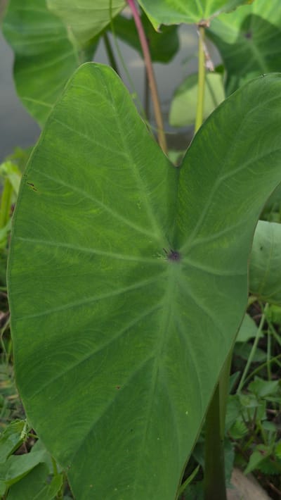 A close-up, ground-level view reveals a large, vibrant green taro leaf dominating the frame. The leaf exhibits prominent veins radiating from a dark purple center. Other taro leaves are partially visible in the background, along with stems, and miscellaneous green vegetation. The image was taken in Raya Sanggeu, Indonesia. No people or discernible actions are depicted.