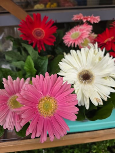 The image depicts a close-up of several Gerbera daisies in various colors: bright red, pink, and white. The flowers are in bloom, with their petals fanned out around distinct central disks. They are arranged in a cluster, with lush green foliage peeking out from behind. A pale turquoise surface is visible beneath the flowers, with a wooden shelf or frame below it. The background is blurred, suggesting an indoor setting, possibly a flower shop or a garden center. There are no people or animals present in the image. The lighting appears to be natural, highlighting the vibrant colors of the flowers. The scene is static and peaceful, focusing solely on the natural beauty of the flowers. This image does not provide any information related to Claremorris, Ireland.