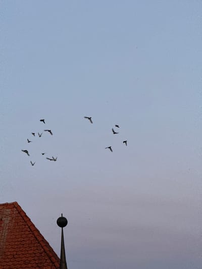 The image shows a flock of birds in flight against a pale blue sky. A portion of a red-tiled roof and a streetlight fixture are visible in the lower right corner of the frame. This photograph depicts a common scene in urban environments, such as Riedlingen, Germany, where birdlife intersects with built infrastructure. No people are visible in the image.