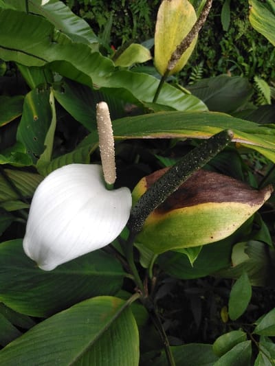 This image depicts a close-up of a flowering plant in Ba Nwet Kone, Myanmar. The primary subjects are two spathes with associated spadices, set against a backdrop of dense green foliage.
To the left, a prominent white, heart-shaped spathe is visible, from which a creamy-white, textured spadix extends vertically upwards. To its right, a second spathe shows significant discoloration, transitioning from greenish-yellow at its base to a substantial brown area at its apex. A dark green, textured spadix emerges from this discolored spathe, pointing diagonally upwards and to the right.
The surrounding environment consists of numerous large, ovate green leaves, some exhibiting minor holes or browning along their edges. The background is a dense collection of various green plants and foliage, with darker areas indicating shaded or deeper vegetation. No human subjects or artificial objects are present. The scene is illuminated by natural light, showing an overall lush, possibly humid, botanical setting.