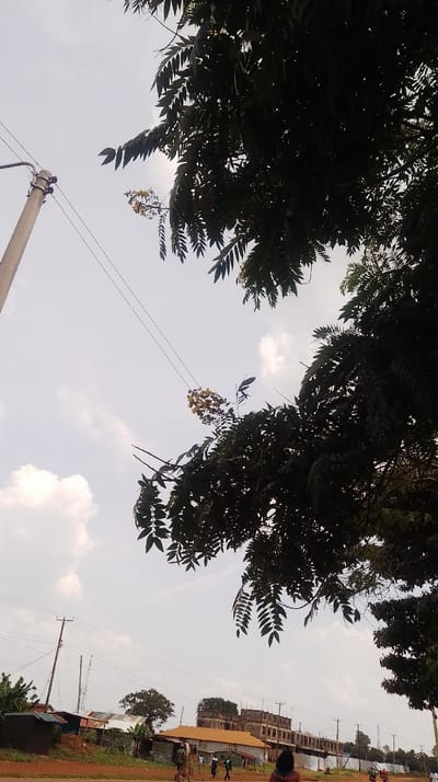 The image depicts an outdoor scene in Siaya Township ward, Kenya, under a bright, overcast sky with scattered white cumulus clouds. The upper foreground is dominated by the dense, dark green foliage of a large tree, silhouetted against the sky, with visible clusters of small yellow flowers. A light-colored utility pole with two parallel overhead electrical wires is positioned on the upper left. The lower half of the frame presents a reddish-brown unpaved ground surface.
In the mid-ground, a cluster of single-story buildings, some with corrugated metal roofs, is visible on the left. To the right, a multi-story concrete building structure, appearing to be under construction, is prominent. Several individuals are present on the ground: one person, seen from the back, is in the immediate foreground wearing dark clothing. Other people are walking across the dirt surface; one individual is observed pushing a bicycle while carrying items on their head. Multiple wooden utility poles with attached wires extend across the background, indicating power or communication infrastructure.