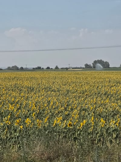 This is a vertical, slightly blurry, medium-shot photograph of a vast sunflower field under a hazy, pale blue sky. The field of sunflowers dominates the right side of the frame, stretching from the foreground to the horizon. The flowers are predominantly yellow with green stems and leaves, creating a dense, textured carpet. Some of the sunflowers are in full bloom, while others appear to be past their peak. A few darker, single sunflowers are visible within the yellow mass.

To the left of the sunflower field, the scene transitions to a more open sky with a few wispy clouds. In the distance, along the horizon line, a line of trees separates the field from the sky. A subtle haze hangs over the landscape, suggesting a warm, possibly humid, day. A faint outline of power lines runs horizontally across the sky, indicating the presence of civilization. In the far distance, a sprinkler can be seen in operation within the sunflower field, its water spray creating a fine mist against the backdrop of trees. The overall impression is one of agricultural abundance and a rural, summer landscape. There is no visible text in the image.