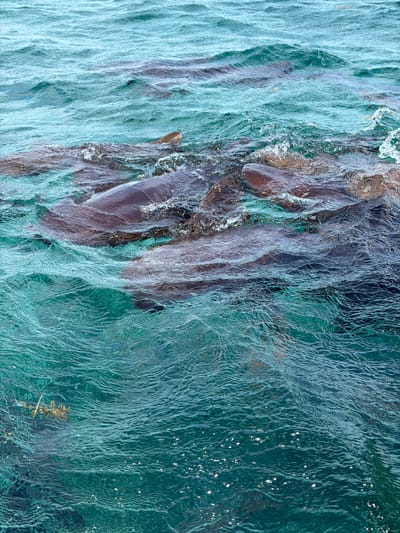 In San Pedro Town, Belize, a group of nurse sharks are feeding near the surface of the clear, turquoise water. Their dark bodies are visible beneath the rippling waves, with some dorsal fins breaking the surface. The water is choppy, creating white splashes and foam around the sharks as they move. Some seaweed or debris floats in the upper left corner of the image. The scene captures a moment of underwater activity in a tropical marine environment.