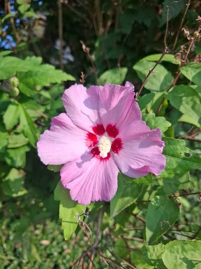 A single, light purple hibiscus flower with a deep red center and a bright yellow stamen is in focus against a backdrop of green foliage and dappled sunlight. The flower is positioned in the center of the frame, its petals slightly ruffled. The leaves of the plant are a vibrant green, some showing signs of minor damage. The background is blurred, suggesting a shallow depth of field, and contains hints of other plants and branches. The lighting indicates it is daytime, likely outdoors. No people or specific landmarks are visible. The scene appears to be a natural setting within a garden or park.
