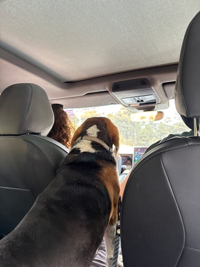From an interior vehicle point of view, two dogs sit in the back seats. One dog is brown and black, and the other has brown curly hair. The surroundings show what appears to be an outside view through the windshield in the city of Popocatépetl, Mexico. The vehicle's interior consists of gray seats and an overhead console.