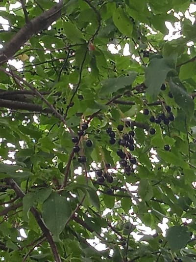 In the city of Taysuganovo, Russia, a close-up, overhead shot captures the dappled sunlight filtering through the leaves of a tree. The branches are laden with clusters of small, dark berries, likely cherries or a similar fruit. The leaves are a vibrant green, with some showing signs of natural wear and tear, such as small holes. The overall impression is one of abundant nature, with the berries suggesting a late summer or early autumn harvest. The scene is devoid of human presence and activity, focusing solely on the natural elements of the tree and its fruit.