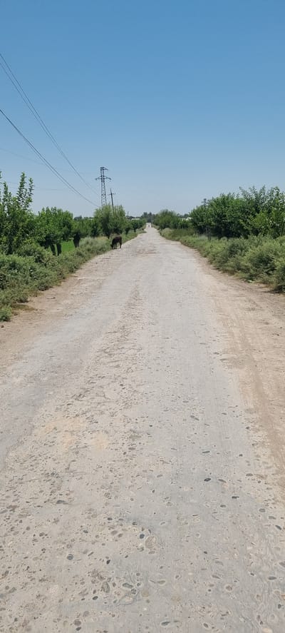 An eye-level, full shot captures a dirt road in a rural setting. The road, textured with rocks and patches of lighter dirt, stretches towards a distant horizon under a clear, bright blue sky. On the left side of the road, lush green bushes and trees line the path. On the right, similar vegetation creates a dense border. In the mid-ground, a dark-colored animal, possibly a cow or a donkey, is seen grazing on the grassy edge of the road. Further down the road, two figures are faintly visible, walking away from the camera. A tall, lattice-style power pylon stands prominently on the left side of the road, with power lines stretching across the sky. The scene is characteristic of a rural road in the area of Khovaskor, Tajikistan, likely during daylight hours given the bright illumination.