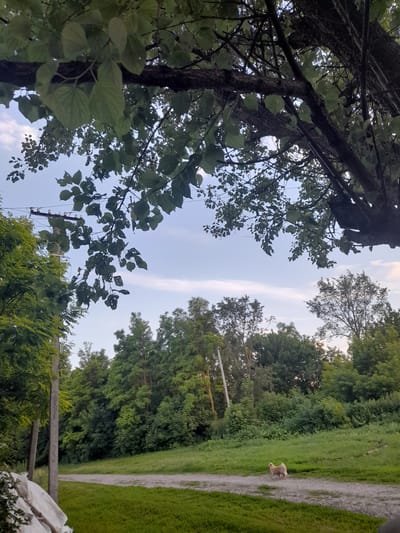 In Kliushnykivka, Ukraine, the image captures a tranquil rural scene under a partly cloudy sky. A dirt path meanders through lush green grass, bordered by dense trees. In the distance, a small, light-colored dog stands on the path, facing left. Overhead, the branches of a large tree with green leaves frame the sky, with power lines visible in the upper left quadrant. The overall impression is one of natural beauty and quietude.