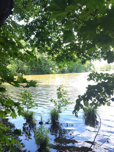 The image depicts a serene natural scene by a lake. The foreground is dominated by the dark, rippling water, reflecting the blue sky and white clouds. Several small, grassy plants are growing out of submerged logs or debris in the shallow water. Lush green foliage, primarily leaves and branches of trees, frames the scene from the top and sides, with some leaves in the foreground partially obscuring the view.
Beyond the immediate foreground, the lake stretches out, its surface shimmering with sunlight, giving it a yellowish-golden hue. The far bank of the lake is densely lined with a variety of trees, creating a vibrant green backdrop. The overall impression is one of a tranquil, sunny day in a natural environment. The lighting suggests it is daytime, likely mid-morning or afternoon, with bright sunlight. There is no visible text in the image. The setting is a lakeside in a wooded area, evoking a sense of peace and natural beauty.