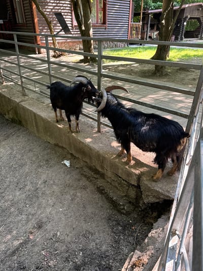 Two black goats with curved horns are standing on a concrete ledge in an outdoor enclosure. The goat on the left is facing the goat on the right, with its head lowered as if to butt. The goat on the right is facing away from the viewer, looking towards the left. Both goats have light brown markings on their legs. The enclosure appears to be in a park or zoo setting, with trees and wooden buildings visible in the background. The ground is covered in dirt and gravel. A metal fence runs along the front of the enclosure. The location is identified as Буйніцкі сельскі Савет, Belarus.
