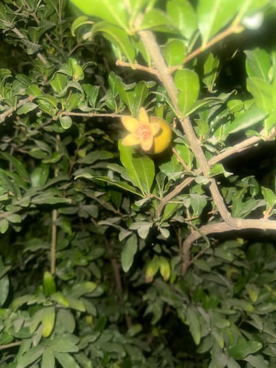 This is a close-up, low-light photograph of a pomegranate tree branch. The focus is on a single, delicate pomegranate flower in the center-left of the frame. The flower is a pale yellow or light orange hue with red stamens and pistils visible in its center. The petals are somewhat wilted and appear to have a slightly textured surface.
Surrounding the flower are numerous lush, green leaves of varying sizes and shapes, typical of a pomegranate tree. Some leaves are broad and ovate, while others are narrower and more elongated. The branches are a woody brown, and some appear to be covered in a fine, dusty texture. In the background, more foliage is visible, creating a dense, leafy backdrop that is out of focus and shrouded in shadow due to the low lighting.
The overall impression is one of a natural, outdoor setting, likely a garden or orchard. The time of day is suggested to be evening or night by the dim lighting and the presence of artificial light illuminating parts of the scene. There is no indication of specific weather conditions, but the abundance of leaves suggests a growing season. No people or text are visible in the image. The location context provided is Samarkand, Uzbekistan, which aligns with the presence of pomegranate trees, a common fruit in the region.