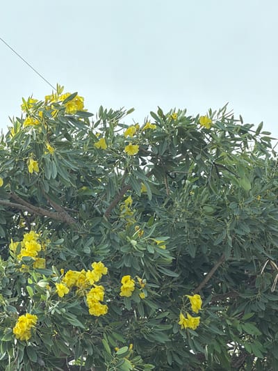 A low-angle medium shot captures a tree with abundant green foliage and clusters of bright yellow flowers. The tree is dense, with many branches visible. The flowers are trumpet-shaped and have five petals. The background is a pale, overcast sky. A thin, dark wire, possibly a utility line, runs diagonally from the upper left corner of the frame into the foliage. The scene is set outdoors, under a cloudy sky. There are no people or animals visible in the image. The image was taken in Westwood Lakes, United States.