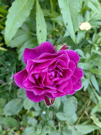 A close-up, overhead shot of a vibrant magenta rose is presented, centered within the frame. The rose's petals are tightly furled, revealing multiple layers of rich color with subtle hints of dew or water droplets. A small, unopened rose bud, also a deep magenta, is visible beneath the main bloom, attached by a short stem. The background is a soft blur of green foliage, indicative of a garden setting. Scattered throughout the leaves are small, irregular holes, suggesting insect activity. The scene is devoid of human presence. The overall impression is a detailed botanical study of a single flowering plant.