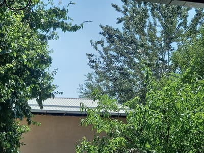 The image captures a view through lush green foliage towards a building under a clear blue sky. The building's roof is made of corrugated metal, and its wall is a light, neutral color. The trees, with their abundant leaves, suggest a warm, sunny day, likely in the late morning or afternoon given the bright light. The scene is framed by the branches and leaves of trees in the foreground, creating a natural, organic border. The overall impression is one of a peaceful, outdoor setting in a warm climate. The location context suggests Keles, Uzbekistan, which aligns with the appearance of the building and the type of foliage. No people or text are visible in the image.