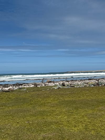 The image depicts an outdoor coastal scene at Bluff Cove, Falkland Islands (Islas Malvinas). The upper third of the frame shows a blue sky with scattered, thin white clouds. The middle third displays the ocean, characterized by multiple parallel lines of white-capped waves breaking towards the shore. The immediate shoreline consists of a rocky, sandy beach with patches of dark seaweed and some shallow water pools. A distant rocky headland is visible on the right side of the horizon. The lower third of the image features a foreground of short, dense green grass, interspersed with small clusters of white and yellow wildflowers, and scattered stones. No human subjects, animals, or artificial structures are present. The scene is illuminated by natural daylight.