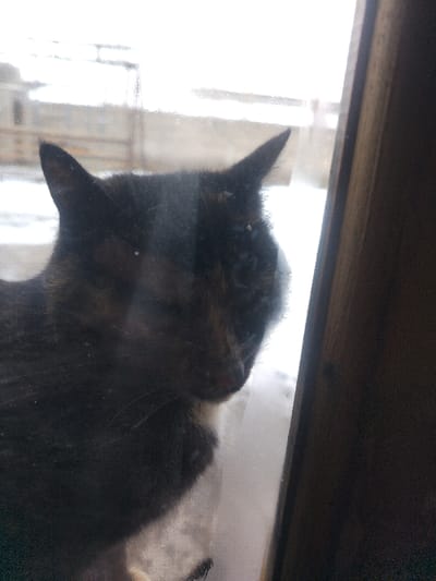 A dark tortoiseshell cat presses its face against a glass window, partially obscuring the view of a snowy, overcast landscape outside. The cat's fur appears thick and slightly matted. The window frame is visible on the right side of the image. The scene suggests a cold outdoor environment, with the cat seeking warmth or attention inside.