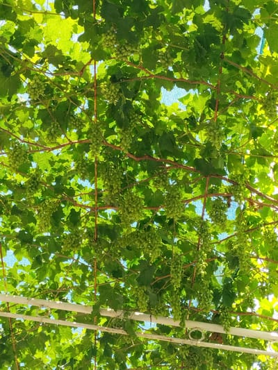 This image depicts a close-up, low-angle view of a grapevine canopy laden with numerous bunches of unripe, green grapes. The vines are supported by a structure that appears to be made of thin wooden stakes and possibly some metal supports visible at the bottom, painted white. The leaves of the grapevine are a vibrant green, with sunlight filtering through them, creating bright highlights and casting shadows. In the background, a pale blue sky is visible through the gaps in the foliage, along with what appears to be a fine mesh netting. The overall impression is one of abundant growth and a natural, sun-drenched environment. The location is identified as Yarkishlak, Uzbekistan, suggesting a rural or agricultural setting characteristic of the region. There are no people or animals visible in the frame. The scene is static, focusing on the natural elements of the grapevines and their fruit.