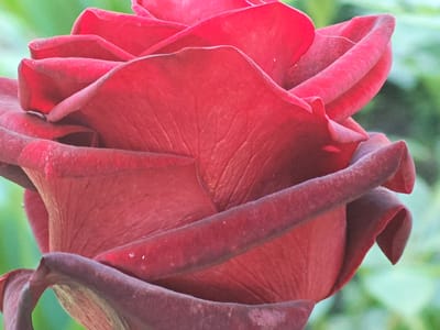 This is a close-up, macro photograph of a deep red rose. The rose is the sole subject, filling the frame. Its petals are tightly furled, revealing intricate textures and delicate veins. The outer edges of some petals have a darker, almost velvety maroon hue. Tiny water droplets are visible on some of the petals, suggesting recent dew or a light mist. The background is softly blurred, featuring muted green foliage, indicating an outdoor garden setting. The lighting appears natural, likely daylight, with soft shadows that emphasize the contours of the petals. There are no people or animals present, and no text is visible in the image. The focus is entirely on the beauty and detail of the rose itself, conveying a sense of natural elegance and quietude. The location context of Чонкаўскі сельскі Савет, Belarus, places this image within a rural landscape.