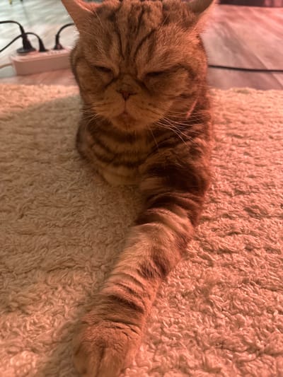 A domestic cat with tabby markings is lying on a textured rug. The cat's eyes are partially closed, and its expression appears relaxed or drowsy. One of the cat's front paws is extended forward. In the background, a power strip with electrical cords is visible on a wooden floor, suggesting an indoor environment. The lighting in the image casts a warm, reddish-orange hue over the scene. The location is described as the city of Чернышевка, Russia, though there are no specific visual cues in the image to confirm this.