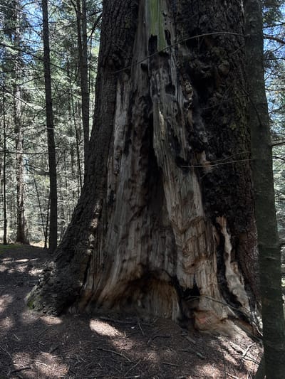 The image depicts a large, fallen tree trunk in a forest setting. The trunk is stripped of much of its bark, revealing the inner wood with distinct grain patterns. There appears to be some discoloration, possibly due to decay or burning, with both light and dark areas visible in the exposed wood. The surrounding environment is characterized by other trees and branches, creating a dense forest atmosphere. The location is not discernible from this image. It is impossible to determine any association to Guadaloupe, Mexico. There are no people visible.