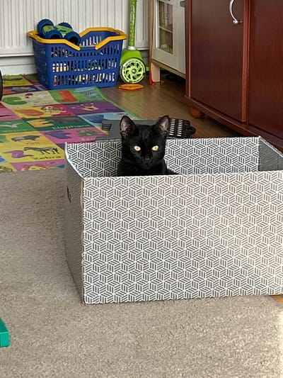 A black cat with yellow eyes sits inside a cardboard box with a gray and white geometric pattern in a room. The cat's head and shoulders are visible. The box is on a carpeted floor. In the background, a colorful children's playmat with letters and animals is visible, along with a blue plastic basket containing toys. To the right, a dark wooden cabinet and a white cabinet with glass doors are present. The overall scene appears to be a domestic setting, likely a living room or playroom.