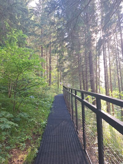 A raised metal walkway with a black grated surface extends into a sun-dappled forest. A black metal railing with a wire mesh infill runs along the right side of the walkway. The forest floor on the left is covered with green grass and various plants. Tall pine trees with visible trunks rise into the canopy, with sunlight filtering through the needles. The walkway is positioned in the city of Sim, Russia.