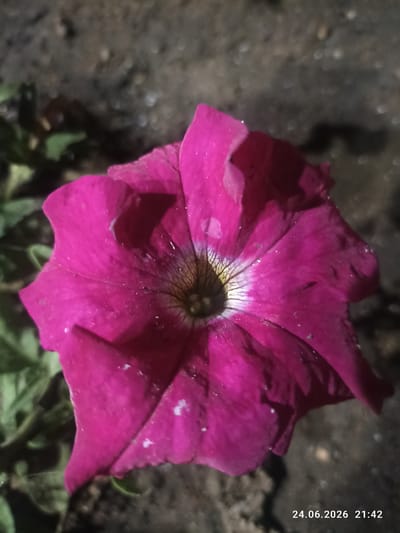 The image shows a close-up of a vibrant pink petunia flower. The flower has delicate, crinkled petals and a dark center with yellow and white accents. Small droplets of water are visible on the petals, suggesting recent rain or dew. The background is blurred and appears to be dark soil with some green foliage visible on the left side, indicating an outdoor setting in a garden or natural environment. The lighting suggests it is either dusk or nighttime, with artificial light illuminating the flower. A timestamp in the bottom right corner reads "24.06.2026 21:42", providing the date and time the image was taken. The location context is identified as Shúbartúbek, Kazakhstan. There are no people or animals in the image.