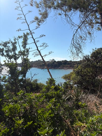 This is a photograph taken on a clear day overlooking a bay in Vouliagmeni Municipal Unit, Greece. The foreground is filled with dense green foliage and dry brush, with a tall, spindly plant with a long stalk reaching up towards the sky. In the mid-ground, a tranquil, turquoise bay is visible, dotted with several people swimming and relaxing in the water. The bay is fringed by a sandy beach with umbrellas and a treed hillside. The sky above is a vibrant, cloudless blue, reflecting off the sunlit water.