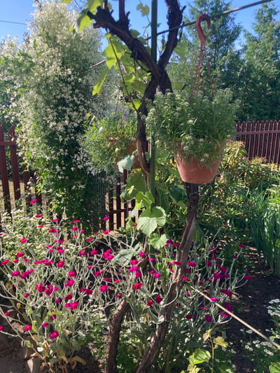 This is a medium-shot, eye-level, vertical photograph of a vibrant garden on a sunny day in Hantsavichy, Belarus. The foreground is dominated by a cluster of bright pink flowers with delicate, pale green stems and leaves, likely some variety of Dianthus. Behind them, a large, bushy plant with abundant small white flowers forms a dense backdrop. A thick, gnarled vine or tree trunk with green leaves grows diagonally from the lower left to the upper right of the frame, acting as a central structural element. Hanging from a hook attached to this trunk is a terracotta pot filled with a lush green plant featuring clusters of tiny white flowers.
Further back, a wooden fence, painted a muted red, runs horizontally across the image. Behind the fence, various trees and shrubs create a dense, green background, their foliage illuminated by the bright sunlight. The sky above is a clear, vibrant blue. The overall impression is one of a well-maintained and flourishing garden, likely a private backyard or a community garden space. The scene is devoid of people or any discernible activity.