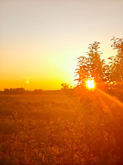 This is a vertical, full-shot photograph of a field at sunset. The sun, a bright orb, is partially obscured by the leaves of a tree in the foreground, casting a warm, orange glow across the entire scene. Rays of light emanate from the sun, creating a lens flare effect. The field is filled with wild grasses and flowers, all bathed in the golden light of the setting sun. In the distance, a treeline marks the horizon, with a few more indistinct shapes suggesting buildings or structures. The sky above is a gradient of pale yellow and orange, with a few faint clouds. The overall mood is peaceful and serene, evoking the beauty of a summer evening in the countryside. The image appears to be taken in Курово, Russia. There is no visible text.