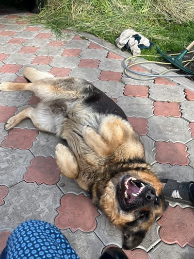 A German Shepherd dog lies on its back on a paved patio with a patterned tile design, its mouth open in a wide grin, revealing its teeth and pink tongue. The dog's paws are in the air, and its body is stretched out on the ground. The patio is bordered by a grassy area where a green rake, a coiled hose, and a crumpled cloth are visible. A person's legs, one clad in blue patterned pants, are visible in the foreground. The scene appears to be outdoors, in a residential yard, possibly in the village of Seredivka, Ukraine, given the context.
