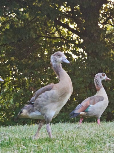 Two Egyptian geese are standing on a grassy lawn in front of a dense green tree line. The goose on the left is facing left, with its head turned towards the viewer. The goose on the right is facing right, with its head turned slightly towards the viewer. Both geese have distinctive brown and white markings on their heads and necks. The goose on the left is larger and appears to be in the foreground. The goose on the right is smaller and positioned slightly behind the goose on the left. The sun is shining through the trees, creating dappled light on the scene. The overall impression is a peaceful, natural setting. This scene could be in the Günterstal district of Freiburg im Breisgau, Germany, which is known for its green spaces and proximity to nature.
