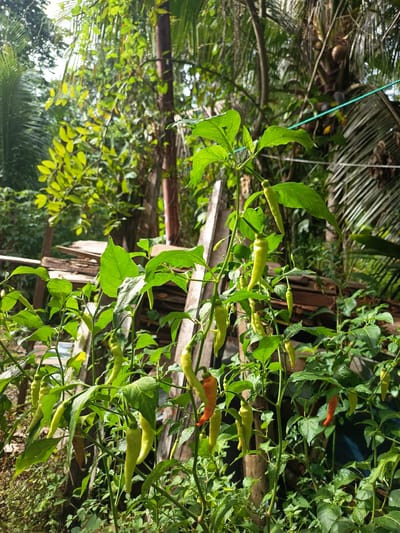 In Rayeukmatang, Indonesia, a close-up shot focuses on a chili plant laden with numerous green and a few ripening orange chilies. The plant is lush with broad green leaves and thin, upright stems, with some chilies pointing upwards and others hanging downwards. In the background, a dense tropical foliage of palm trees and other greenery creates a vibrant, natural setting. The scene is illuminated by natural sunlight, casting subtle shadows and highlighting the textures of the leaves and chilies. A thin green string runs diagonally across the upper right portion of the image, suggesting the presence of some form of human intervention or support system in the natural environment.