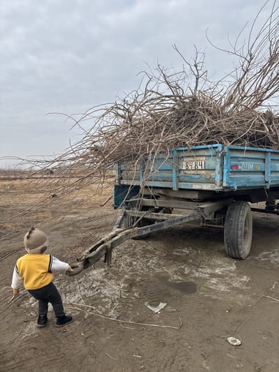 A small truck, light blue with a trailer, is heavily laden with dry branches, possibly after pruning. A young child, wearing a yellow sweater and a hat, stands near the trailer's hitch, reaching out to touch it. The ground is muddy and uneven, with scattered debris. In the background, a row of trees stretches into the distance under an overcast sky.