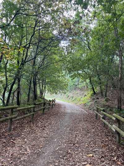 This image depicts a tranquil, unpaved woodland path in Oliveira de Frades, Portugal. The path, composed of packed dirt and heavily covered with fallen brown leaves, recedes into the distance, curving gently to the left. Both sides of the path are bordered by low, rustic wooden fences constructed from horizontal logs secured by vertical posts. Dense deciduous and evergreen trees with varying shades of green foliage flank the path, forming a verdant canopy that partially obscures the sky above. The terrain beyond the fences slopes upwards on both sides, covered in additional trees and undergrowth. The lighting is soft and diffused, suggesting an overcast day or deep shade. No individuals, animals, or man-made structures other than the path and fences are present.